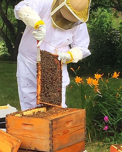 Trish working with the bees